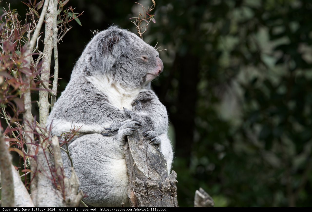 Serene Saturday with the Koala