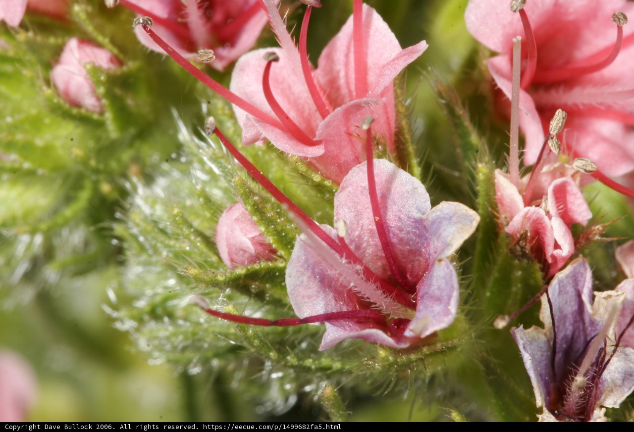 Blooming Geraniums