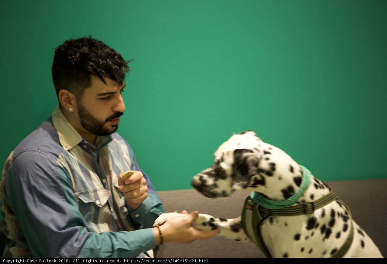 Man and his Dalmatian Companion