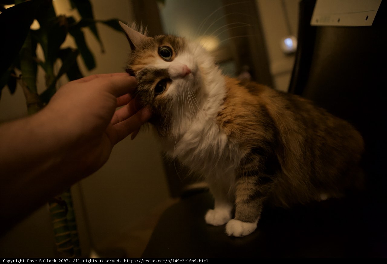 Cozy Cat Cuddle
