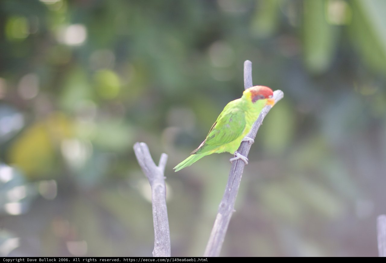 Emerald Feathered Parakeet
