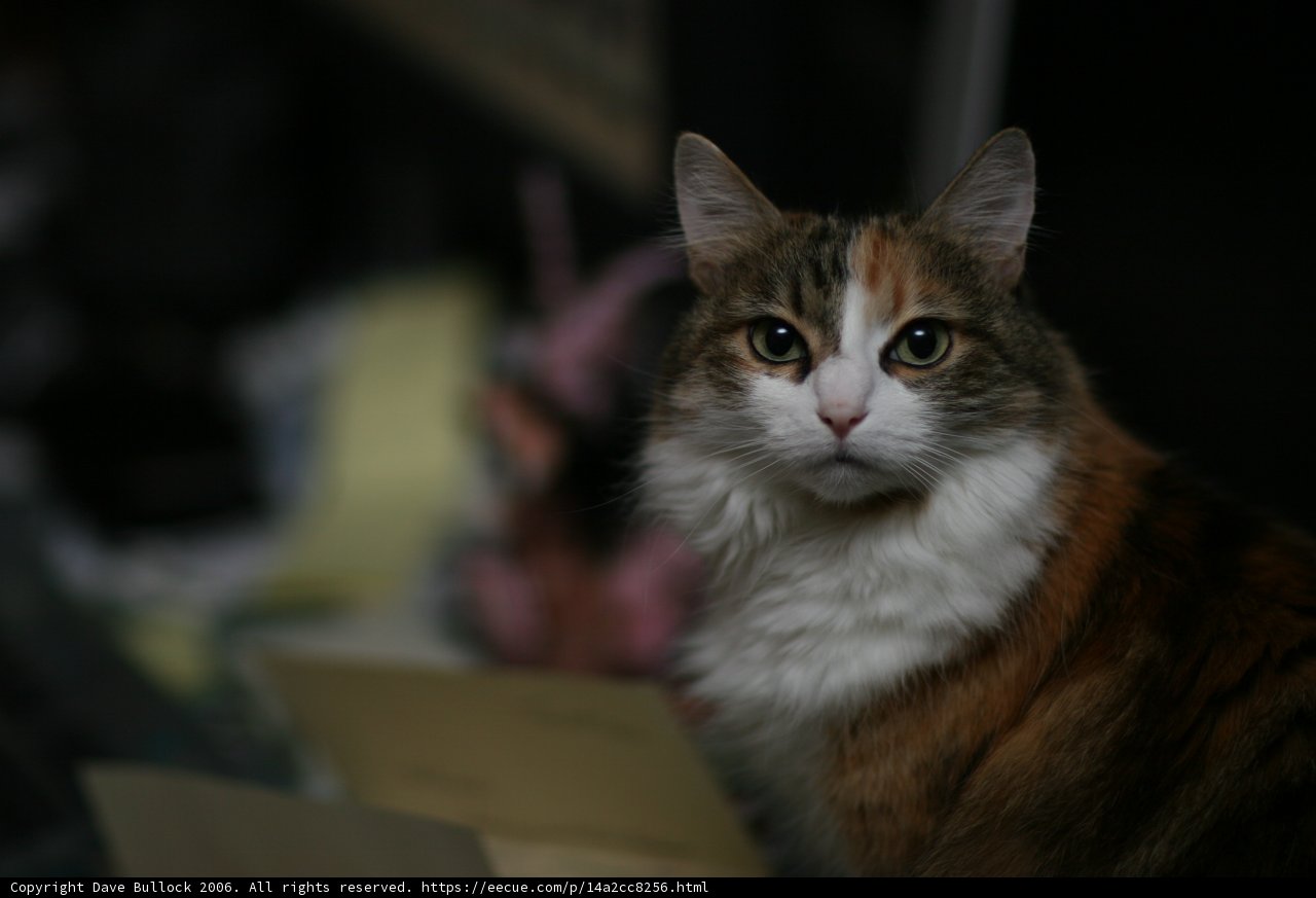 Desk Cat Pose