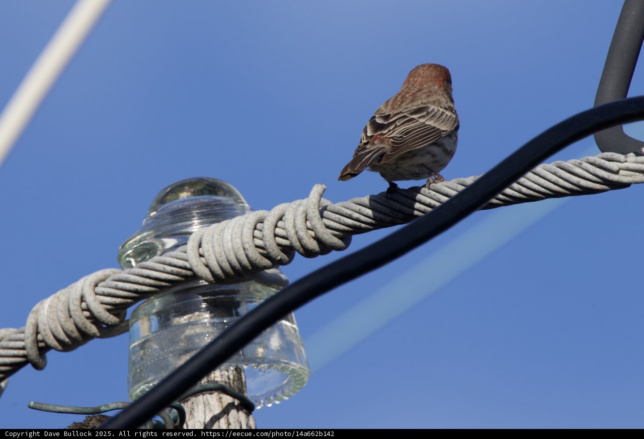 Perched on a Wire