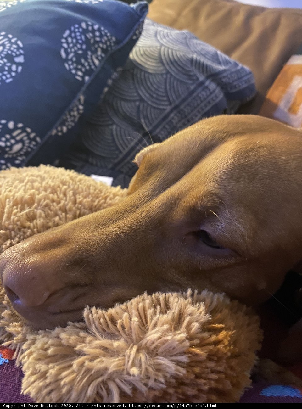 Comfortable Canine
