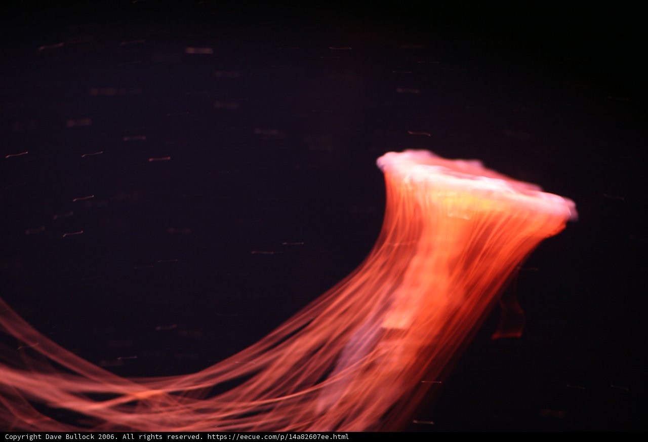 Glowing Beauty of the Deep