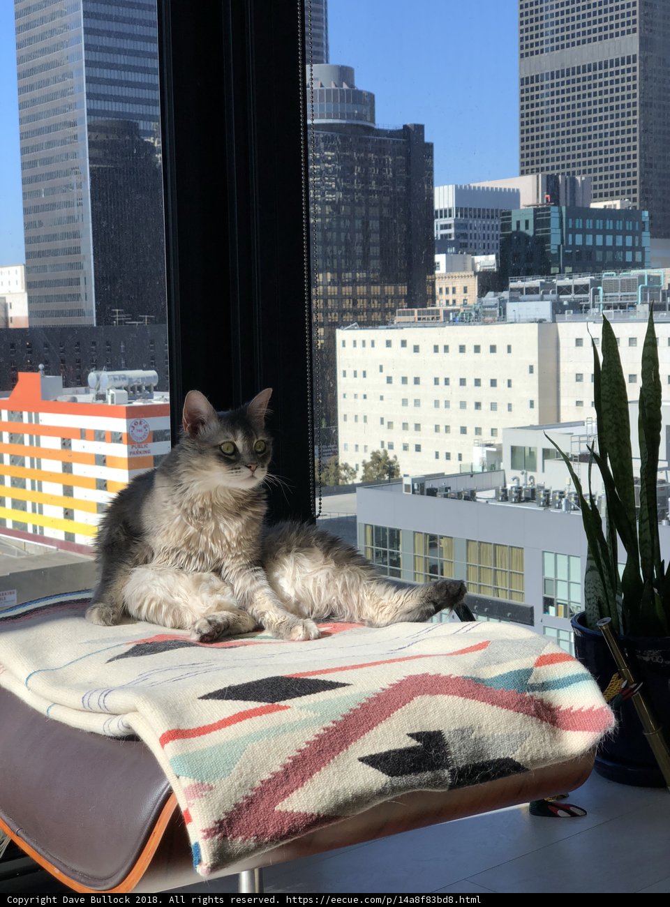 City Cat Lounging