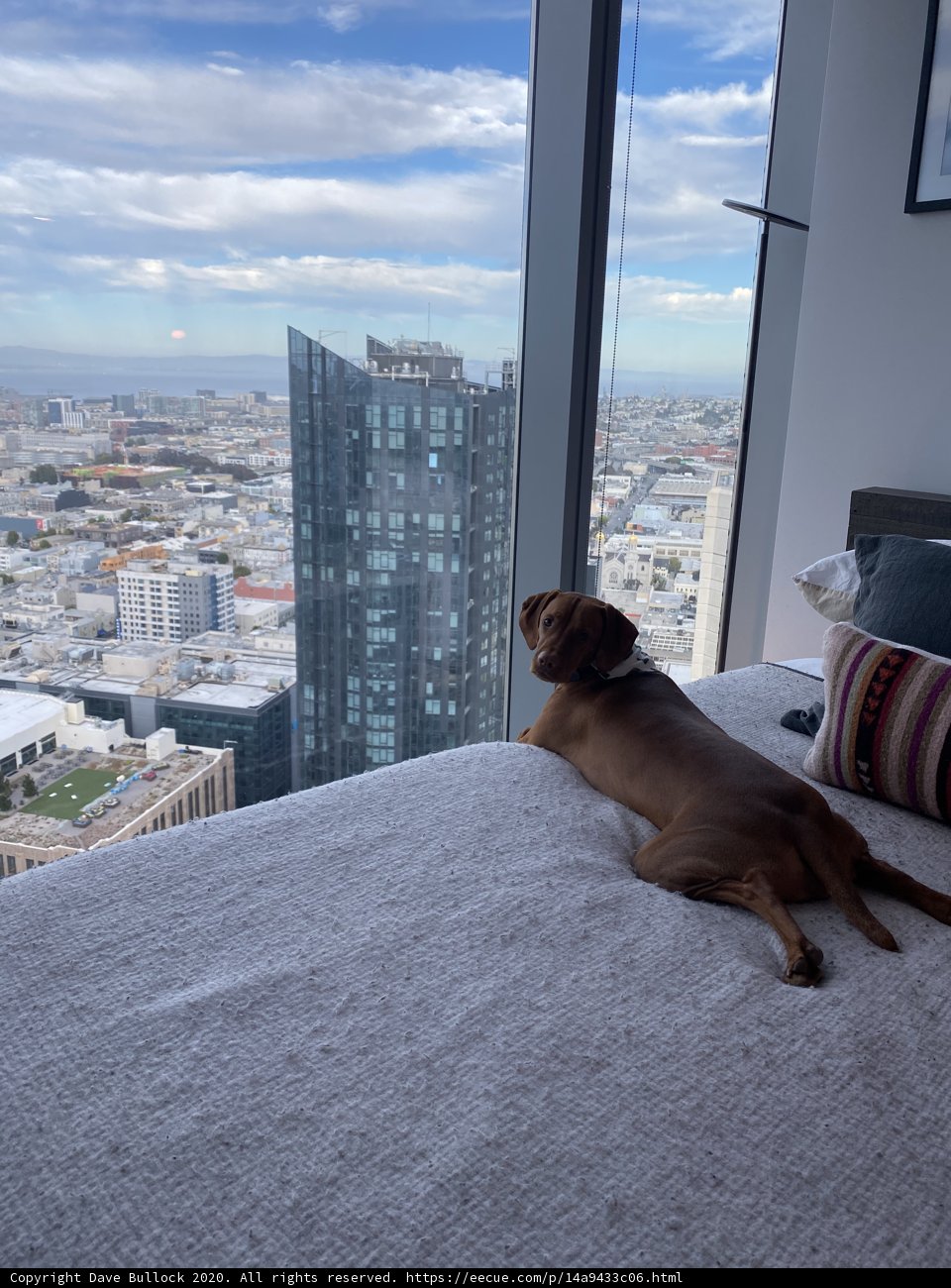 Urban Dog's View
