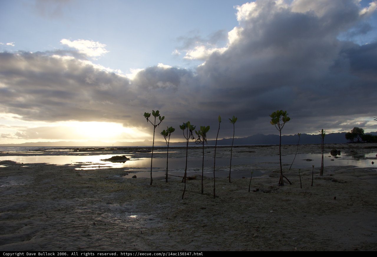 Serene Trees by the Shore