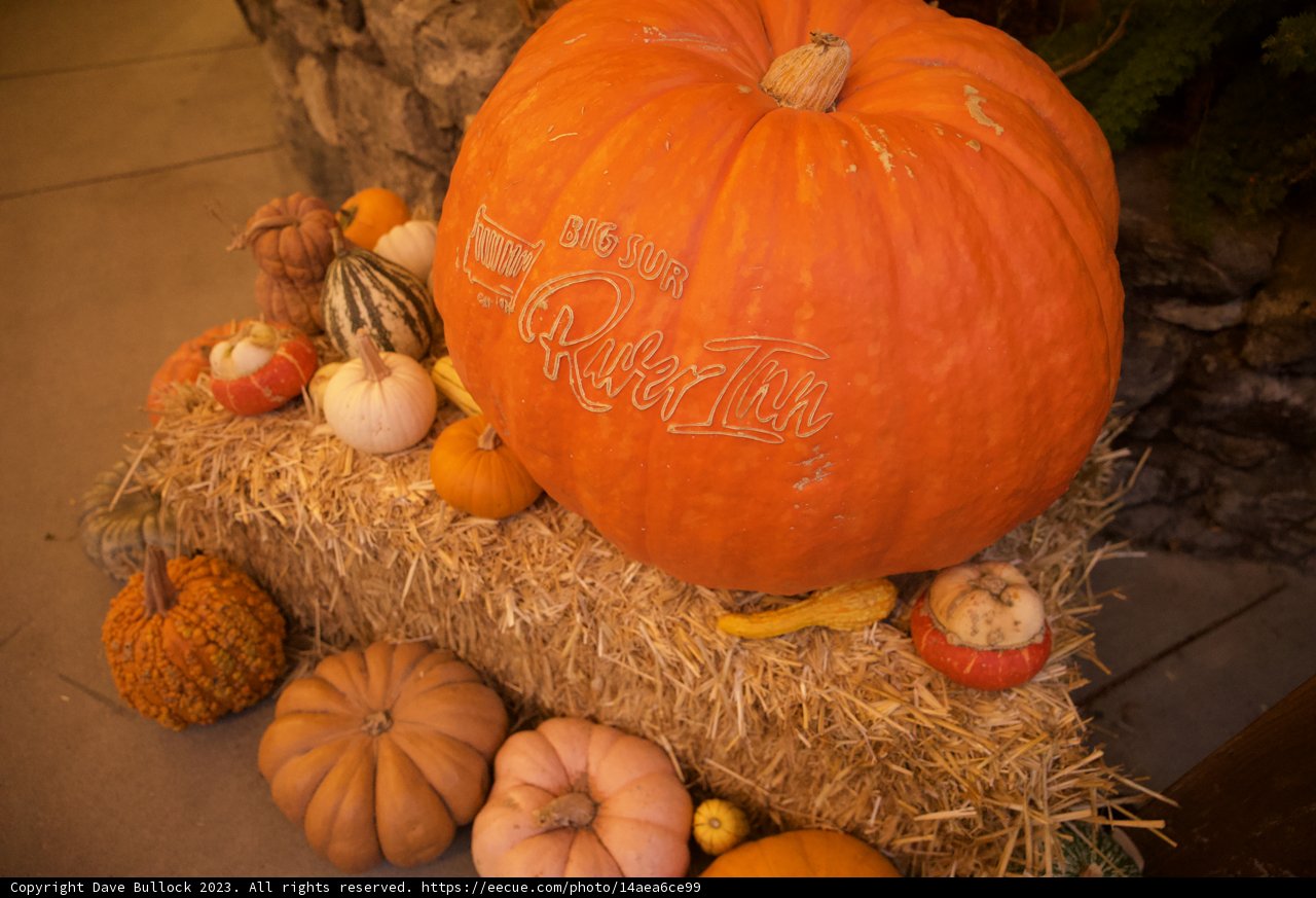 Harvest Season - The Pumpkin Patch