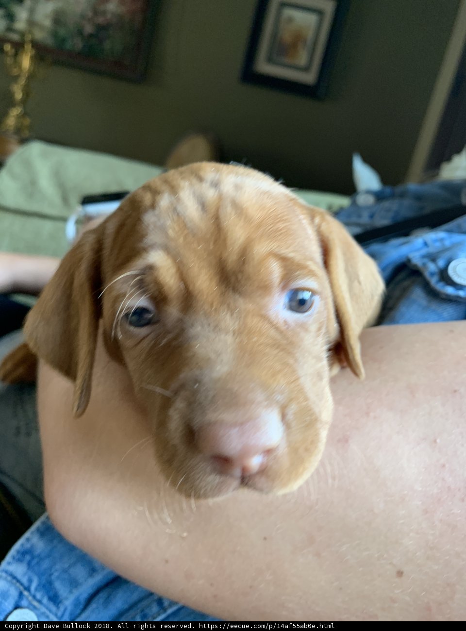 The Perfect Lapdog Companion