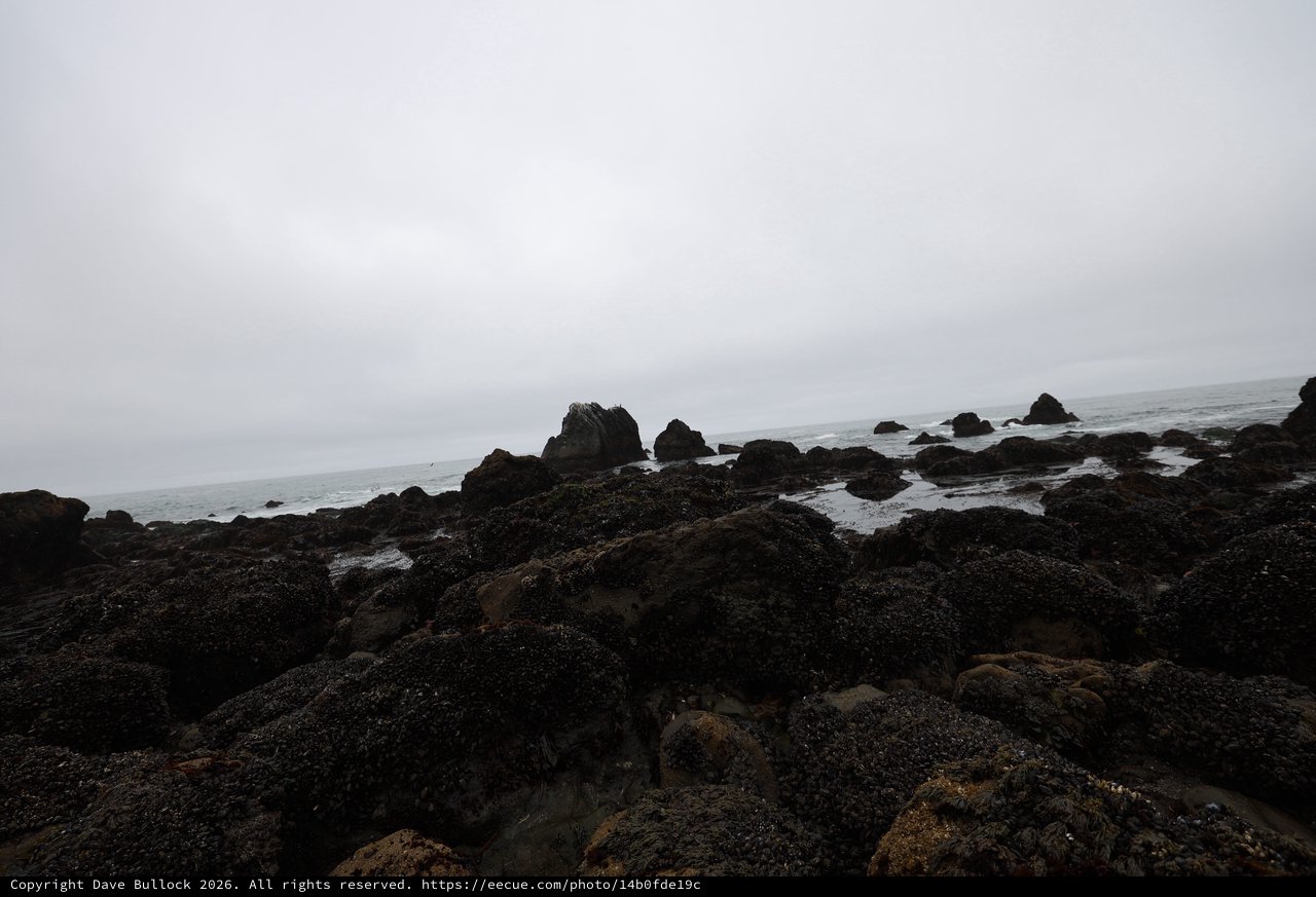 Mussel-Covered Rocks at Foggy Pacific Tidepools