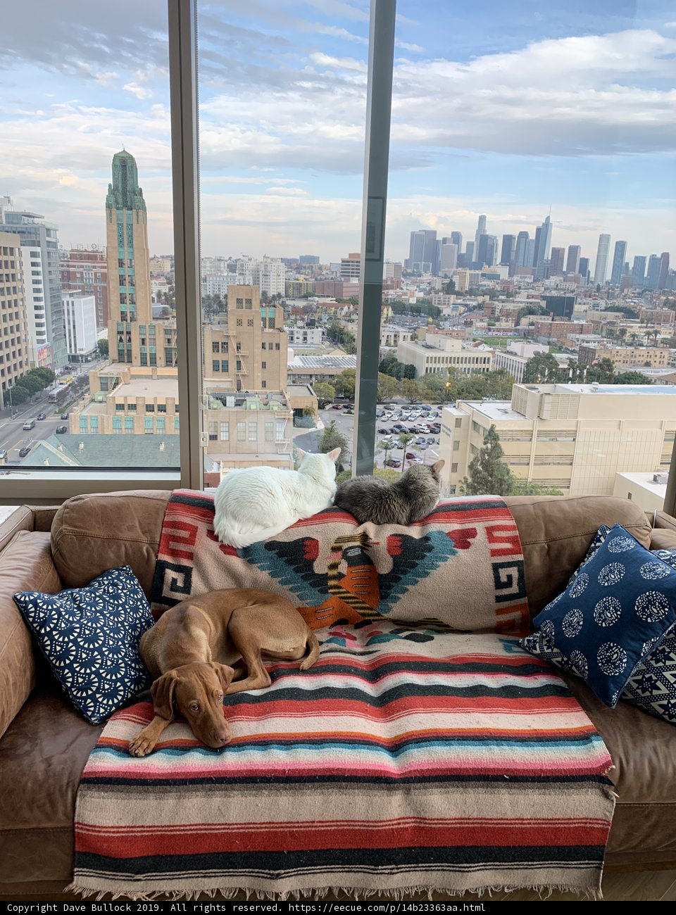 Cozy Canine on a Linen Couch