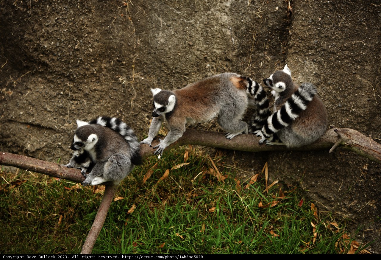 Lemur Trio at Oakland Zoo