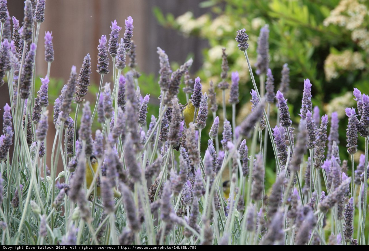 Yellow Bird Foraging Among Purple Lavender Flowers