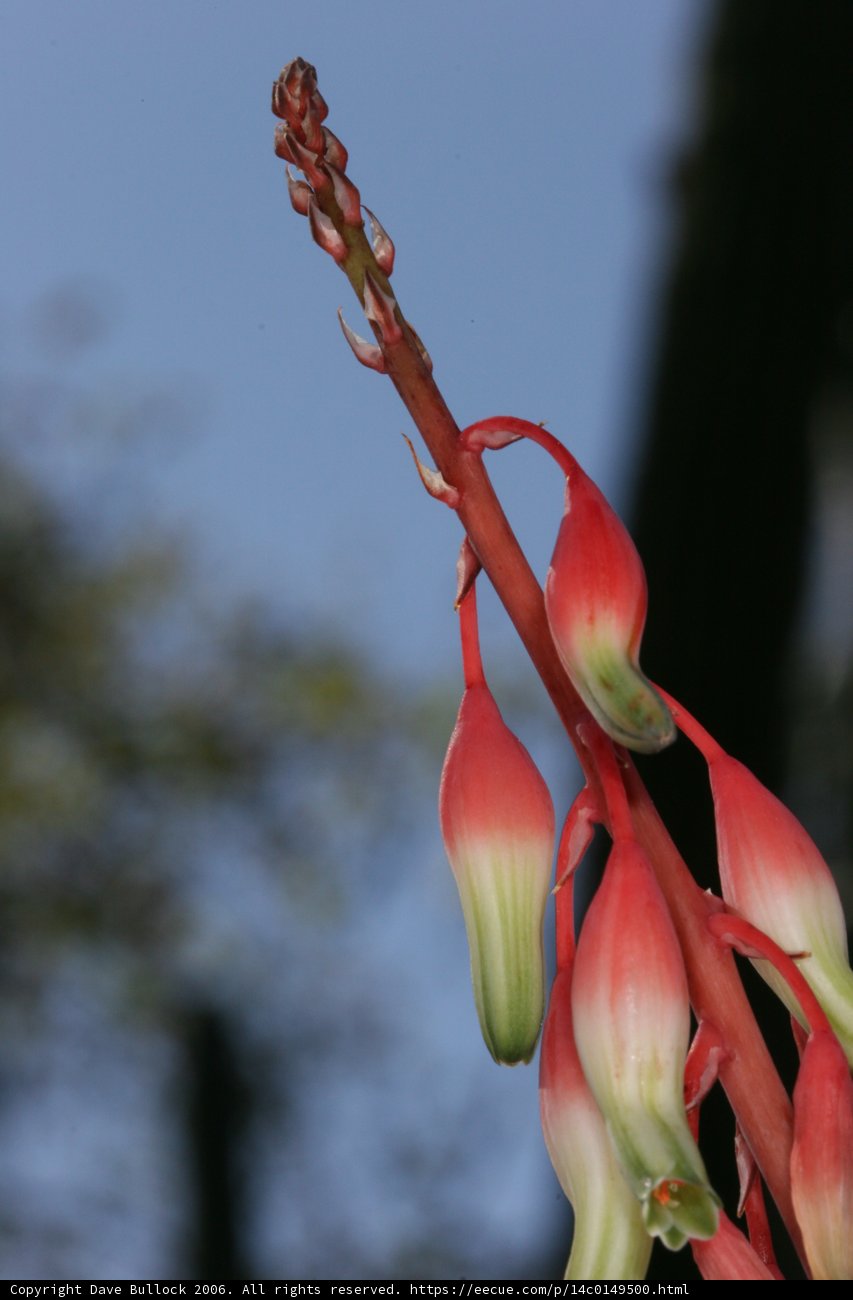 A Vibrant Red and Green Flower Reaches for the Blue Sky