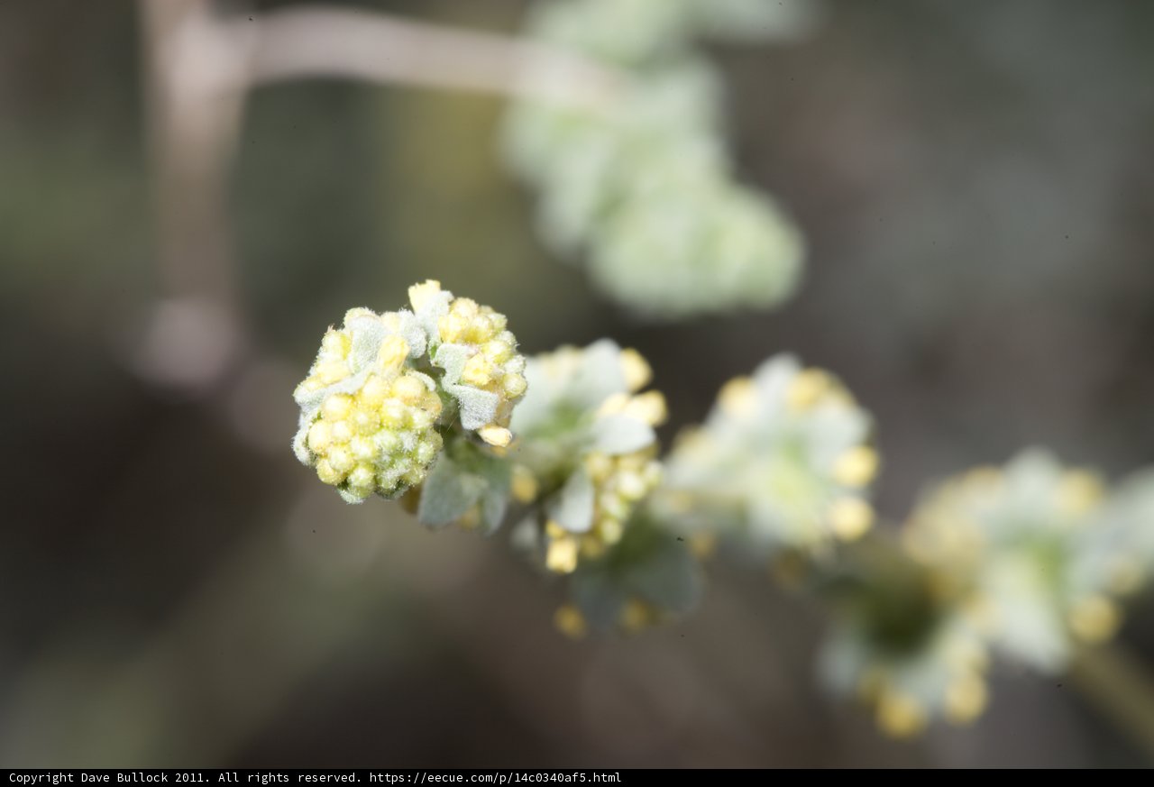 Yellow Blossom Up Close
