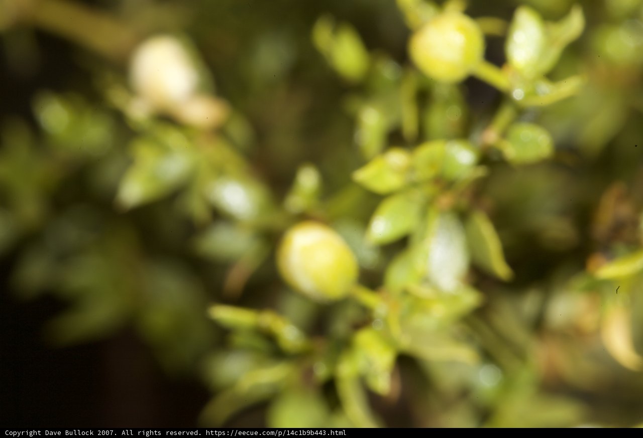 Blurry Leaves