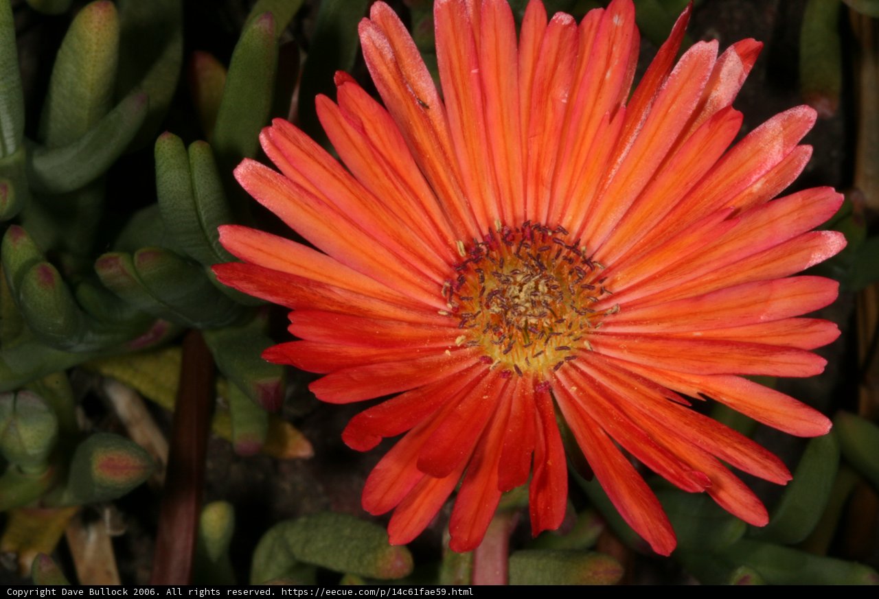Vibrant Daisy Delight