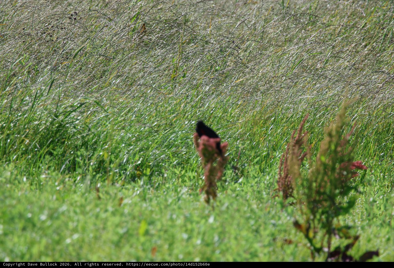 Red-winged Blackbird in Windswept Wetland Grasses