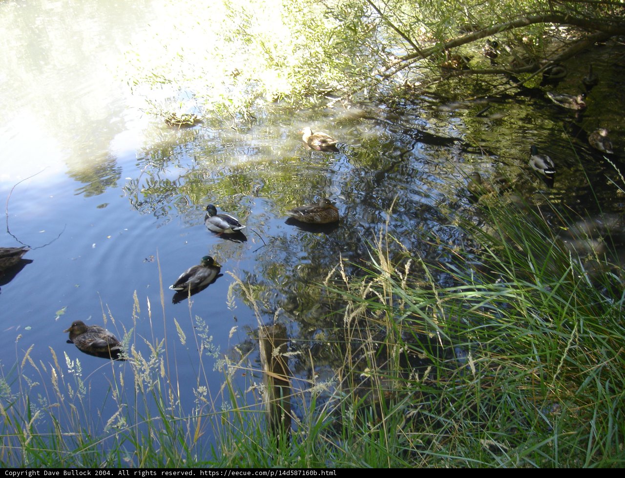 A Quacktastic Day at the Pond