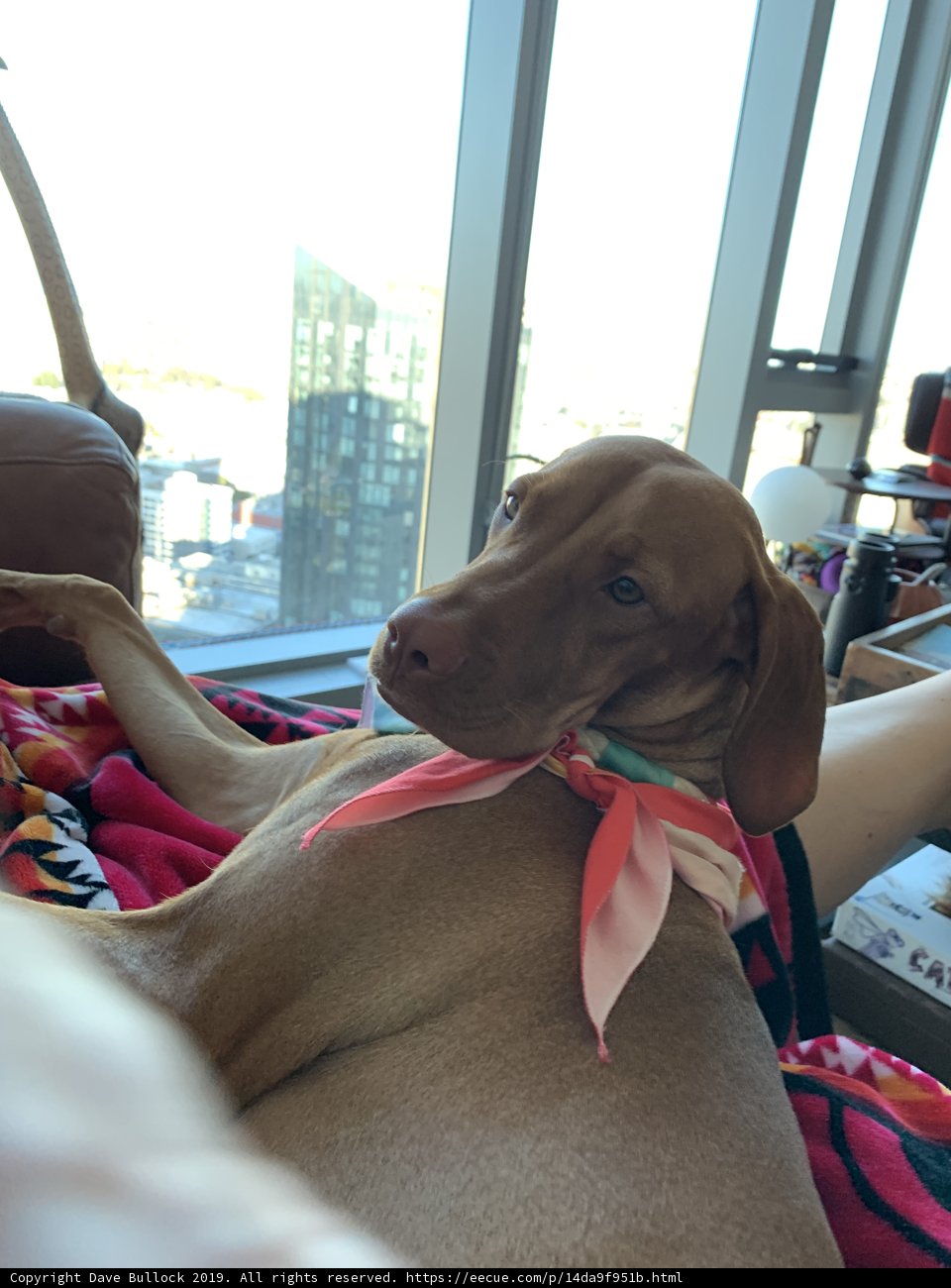 Cozy Canine on Linen Bed with Scarf