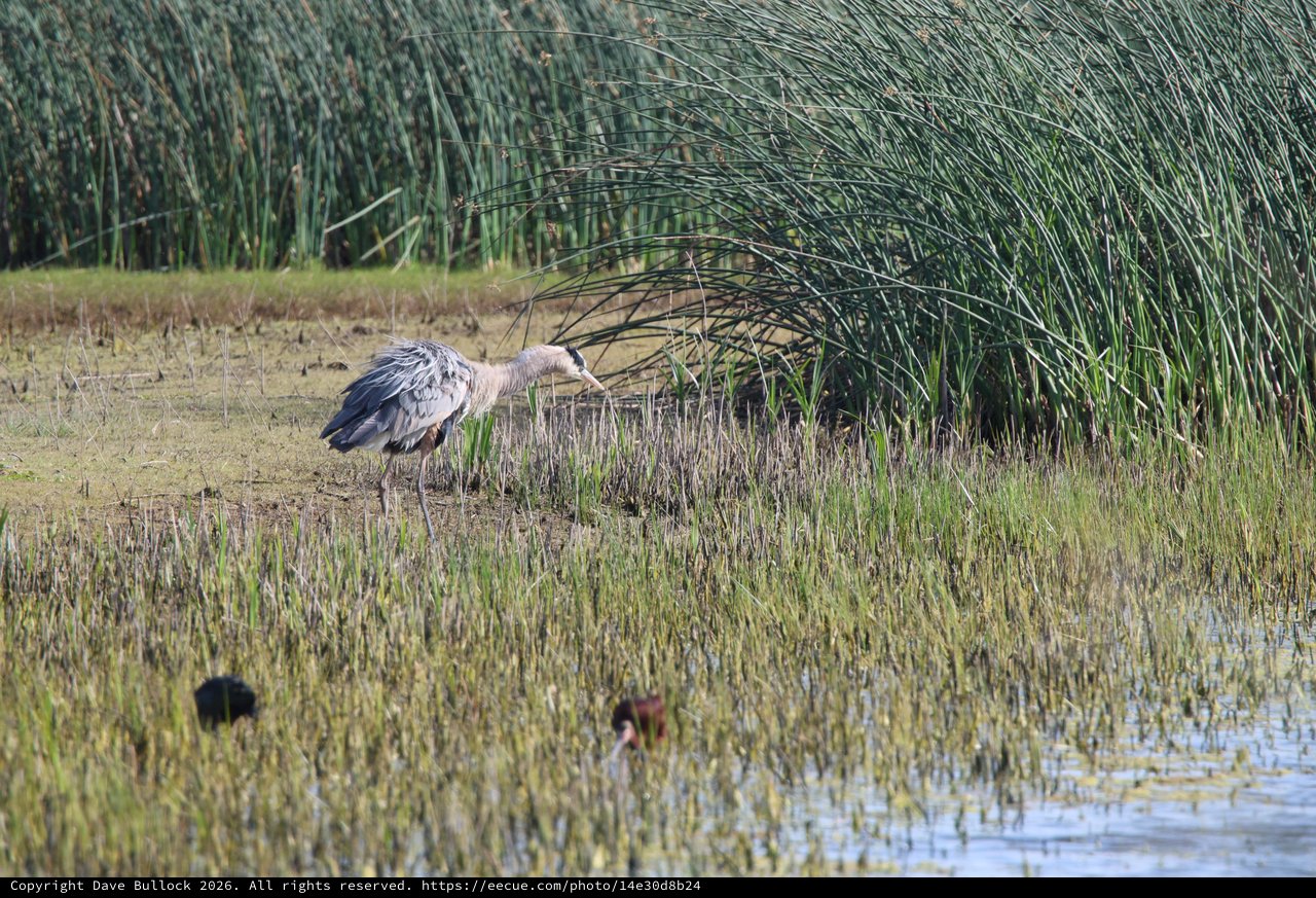 Great Blue Heron Foraging in Wetland Marsh