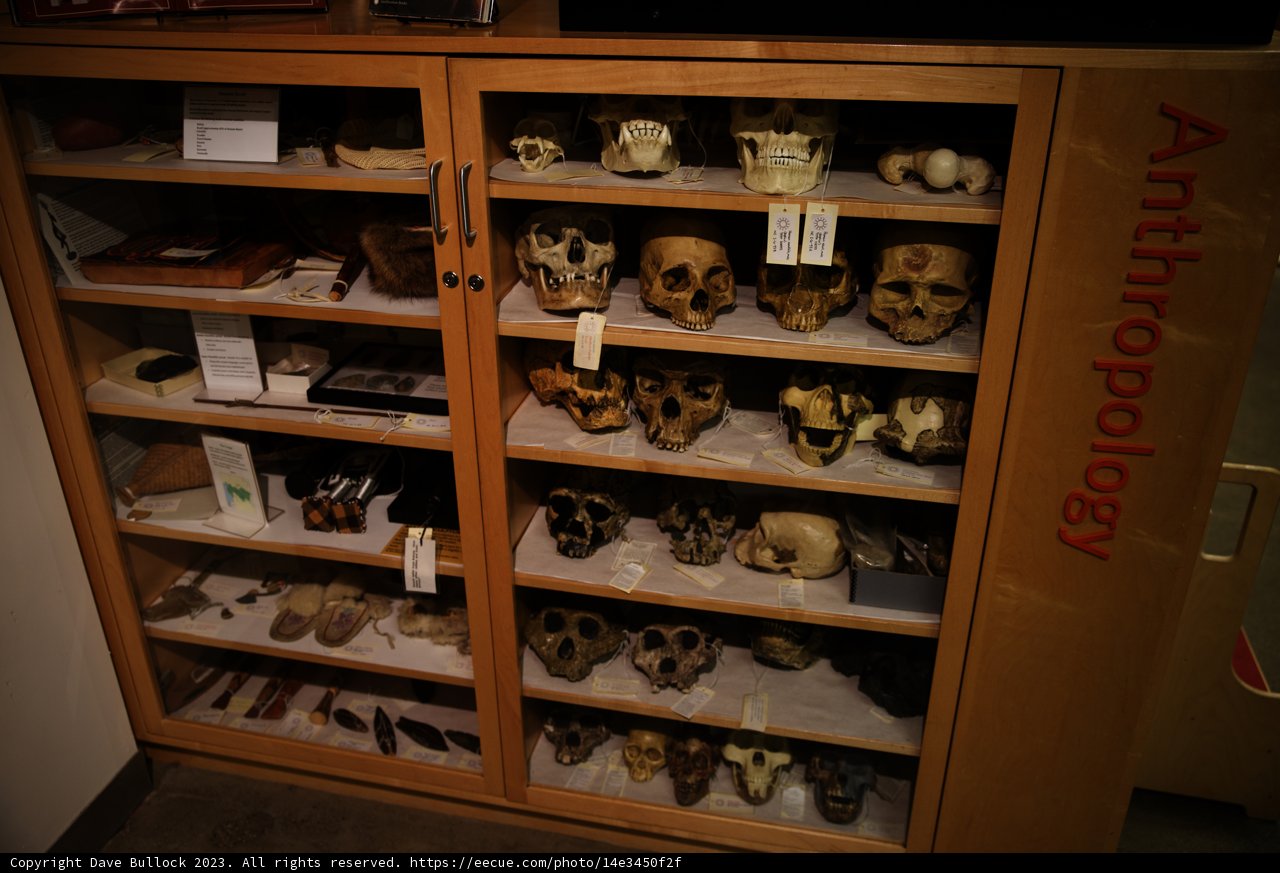 The Captivating Collection of Skulls