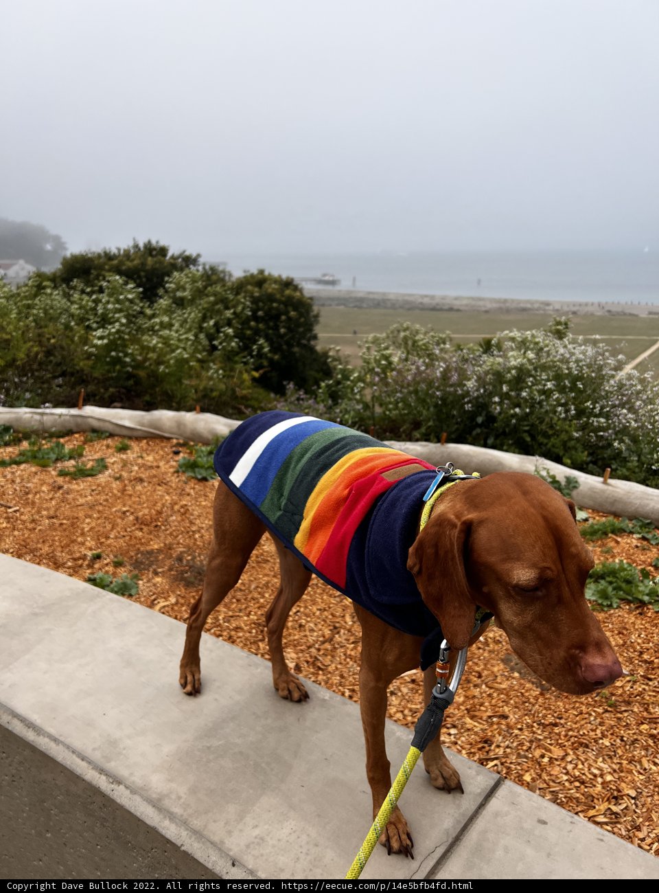 Rainbow Pup in the Presidio
