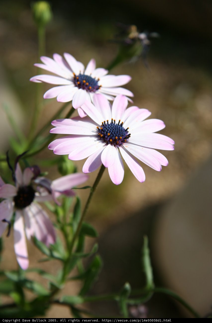 Buzzing amongst the Daisies