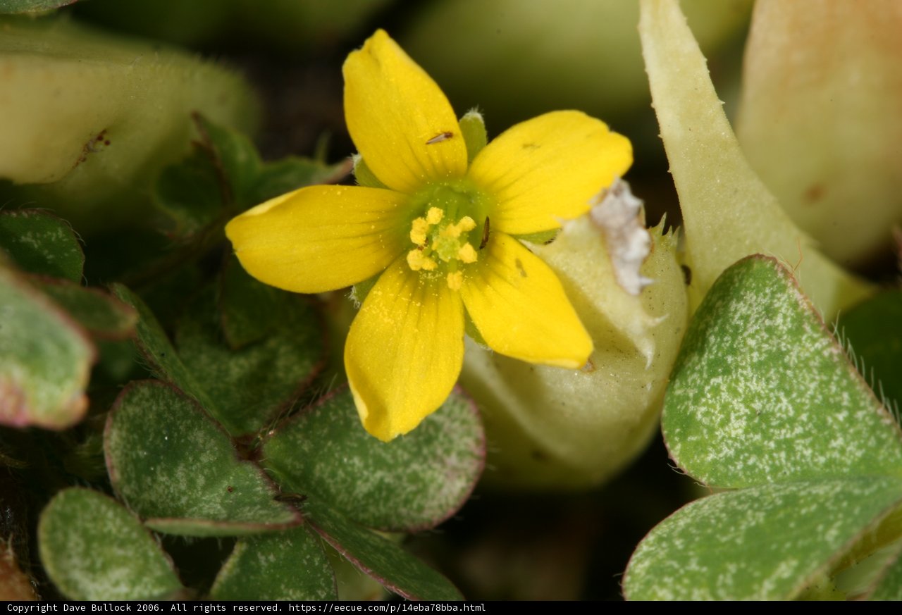 Little Flower in the Garden