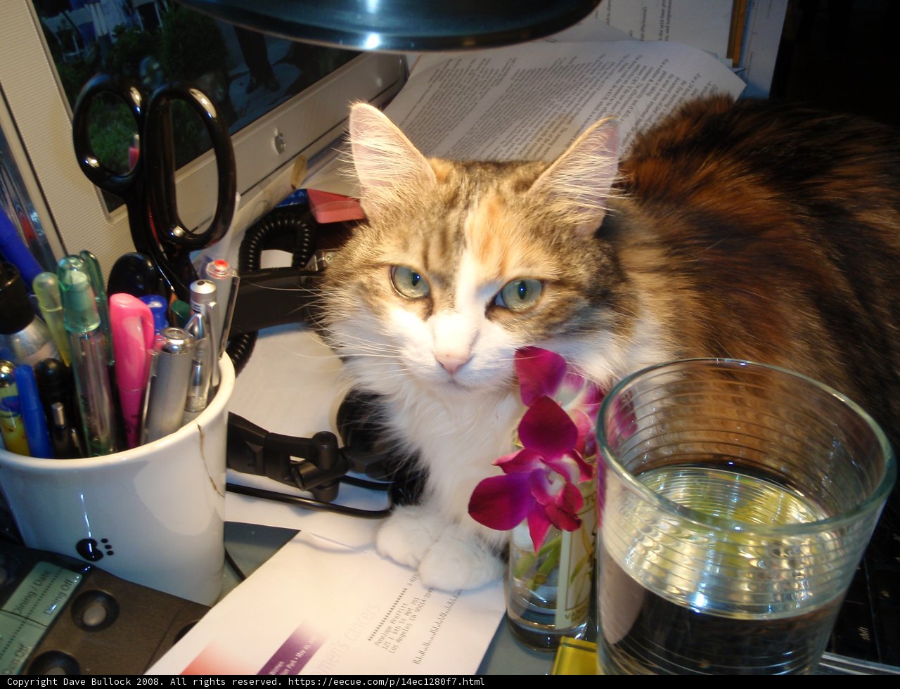 Desk Cat