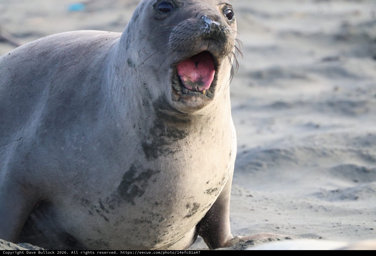 Northern Elephant Seal Pup Vocalizing at Drakes Beach