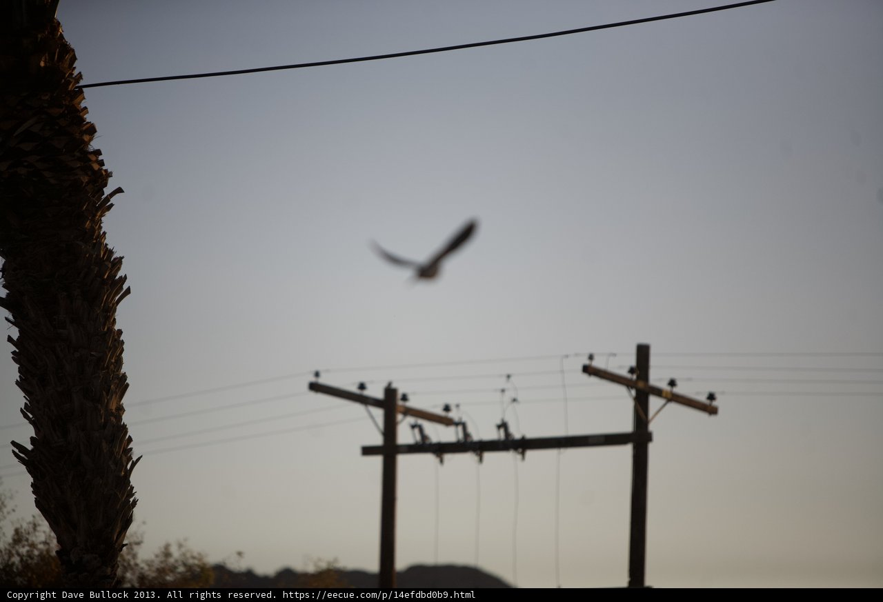 Flying Bird Over Power Lines and Palm Tree