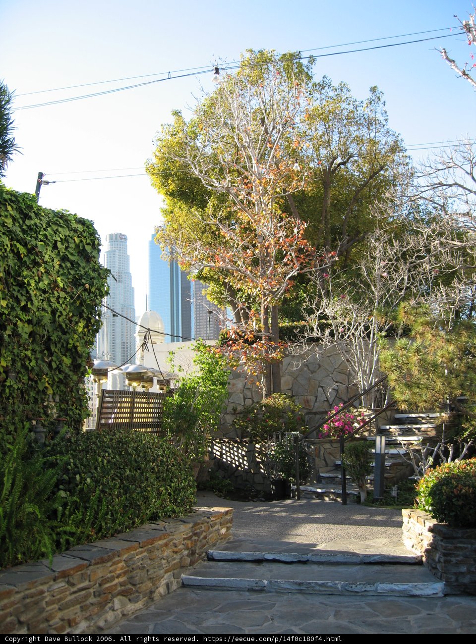 A Tree Amongst the Urban Landscape