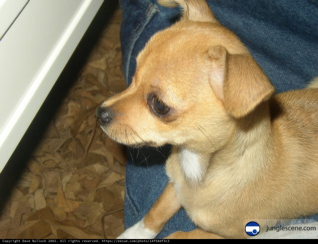 Furry Companion Comforts