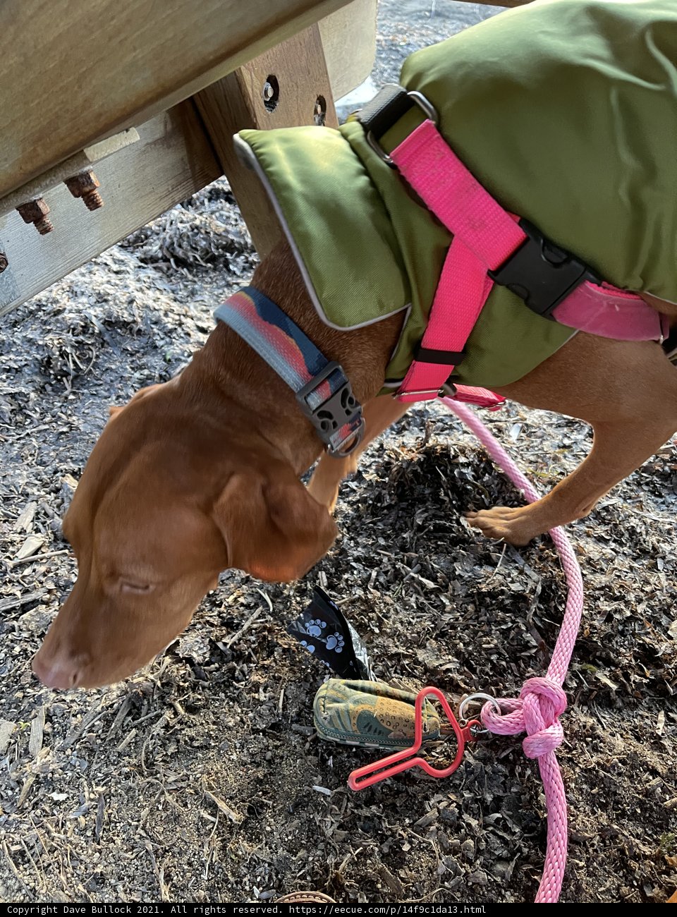 Fashionable and Secure Pup