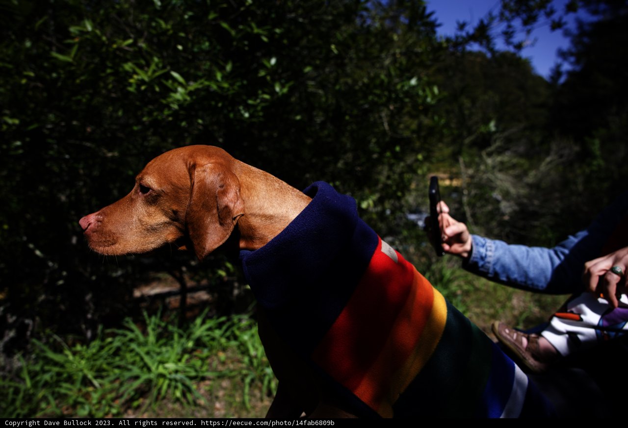 Radiant Rainbow Pooch