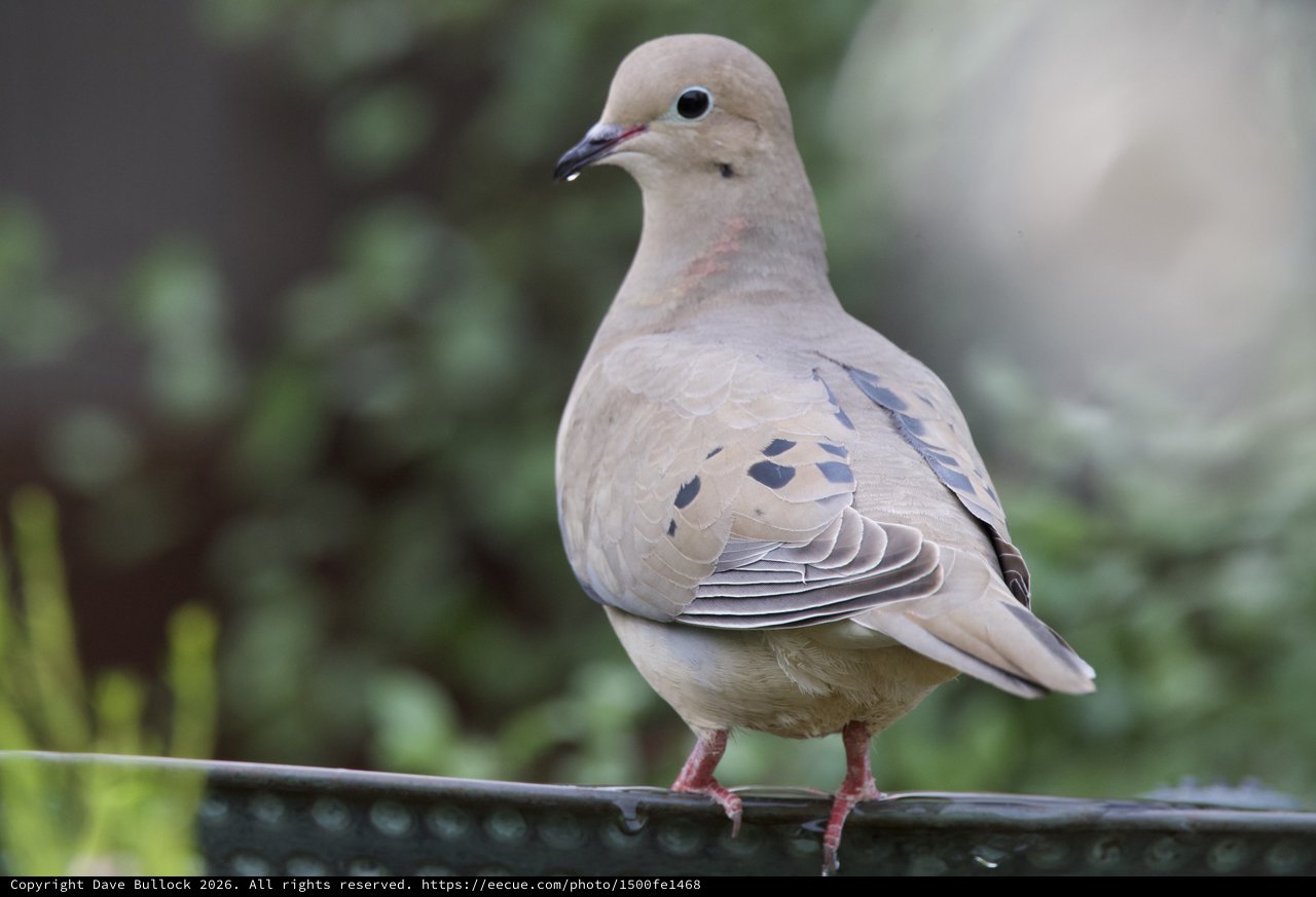 Mourning Dove Perched on Garden Feeder Rail