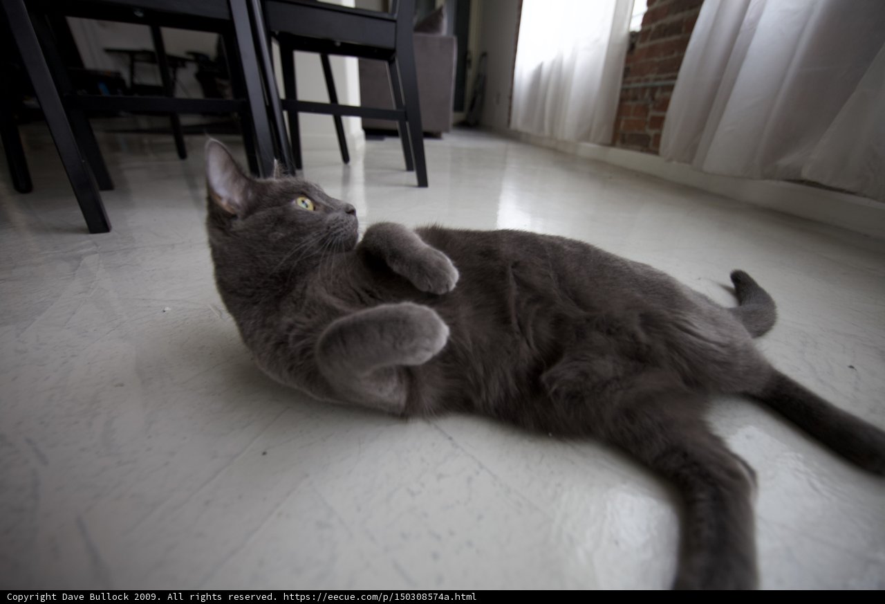 Gray Cat Relaxing on Hardwood Floor