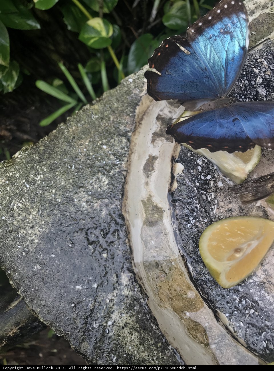 The Blue Butterfly's Lemon Slice