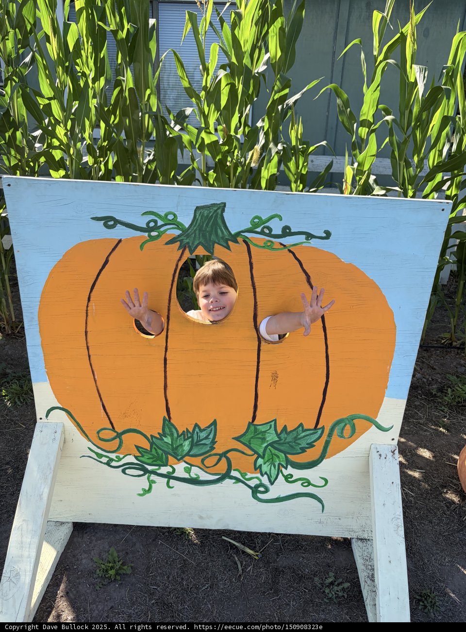 Peek-a-Pumpkin Fun
