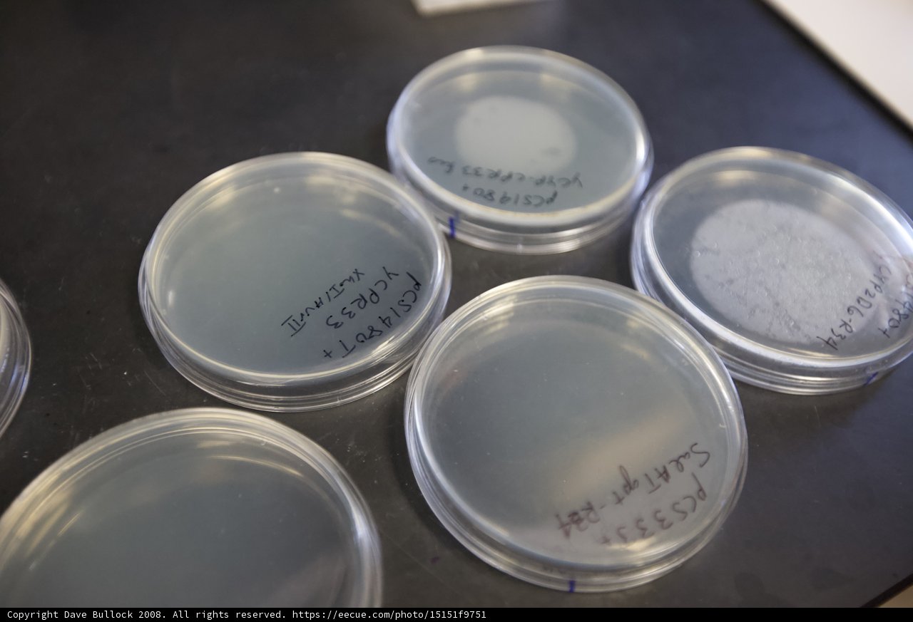 Lab Dishes with Writing