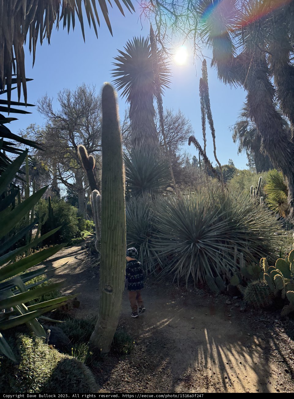 Sunny Stroll Through the Garden