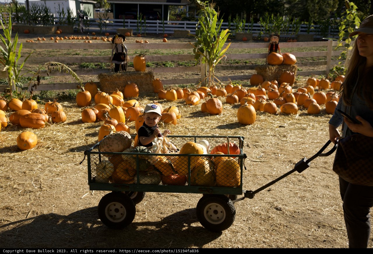 Harvest Time at the Pumpkin Patch
