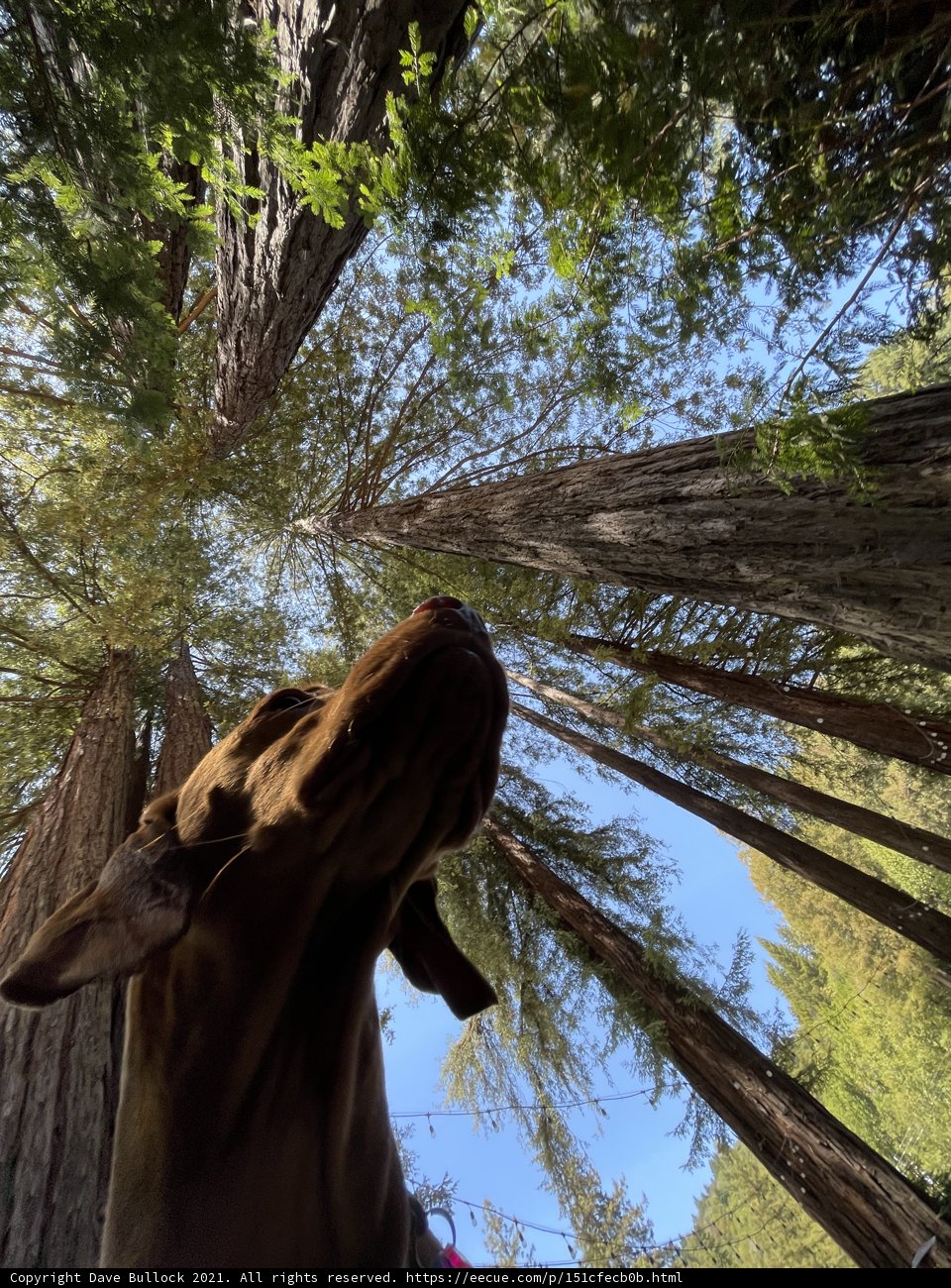 Canine Contemplates the Tall Trees