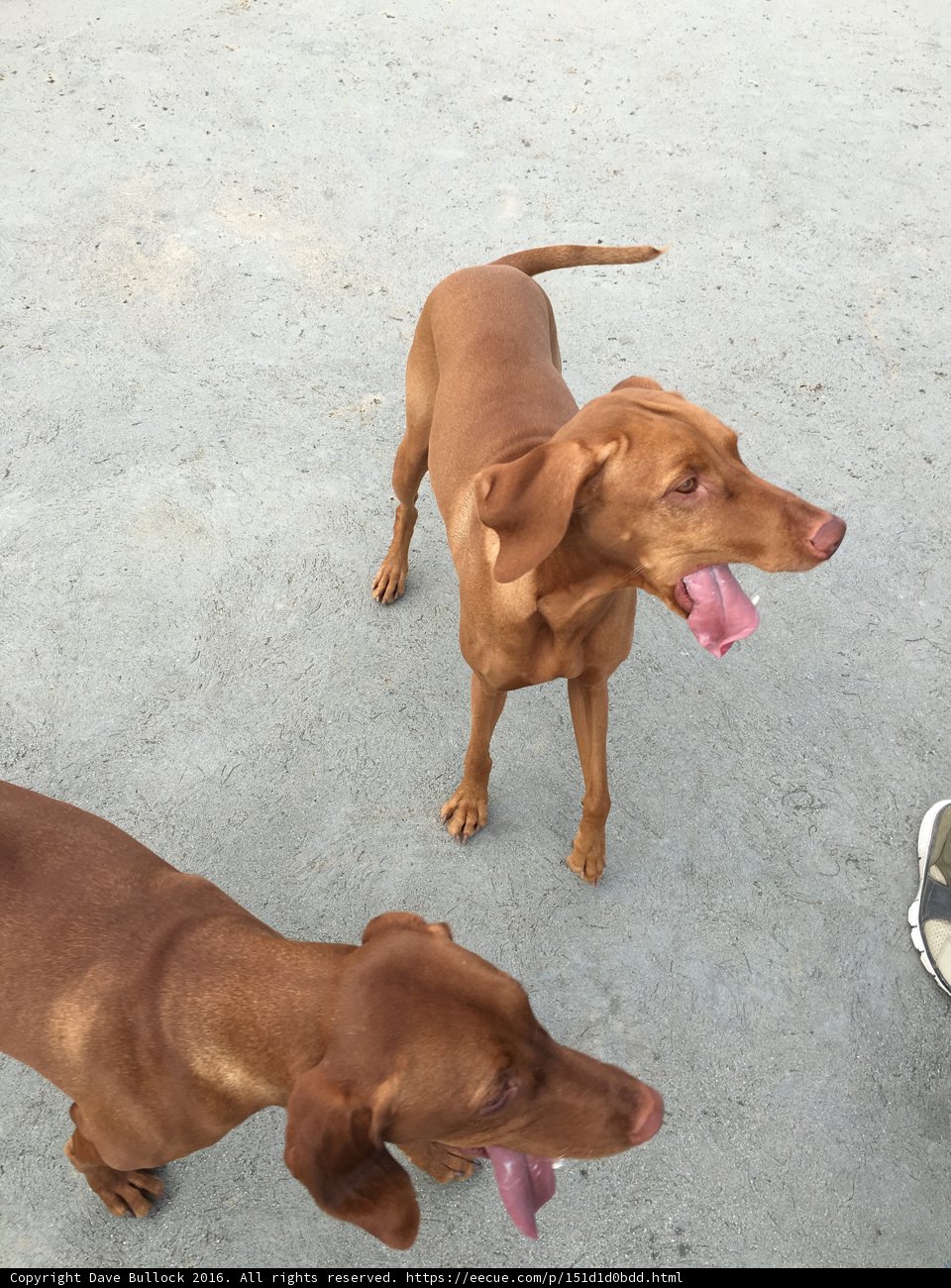 Two Canine Buddies at Play