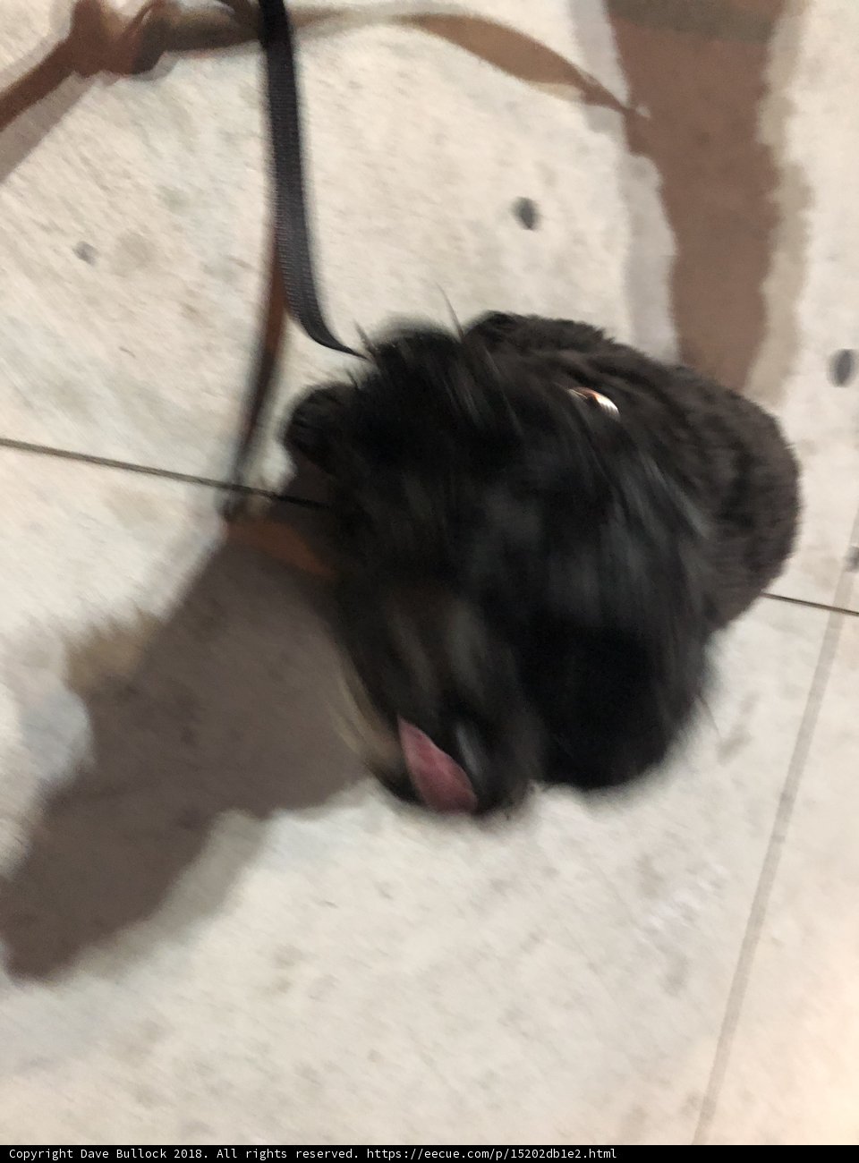 Leashing My Fashionable Puppy