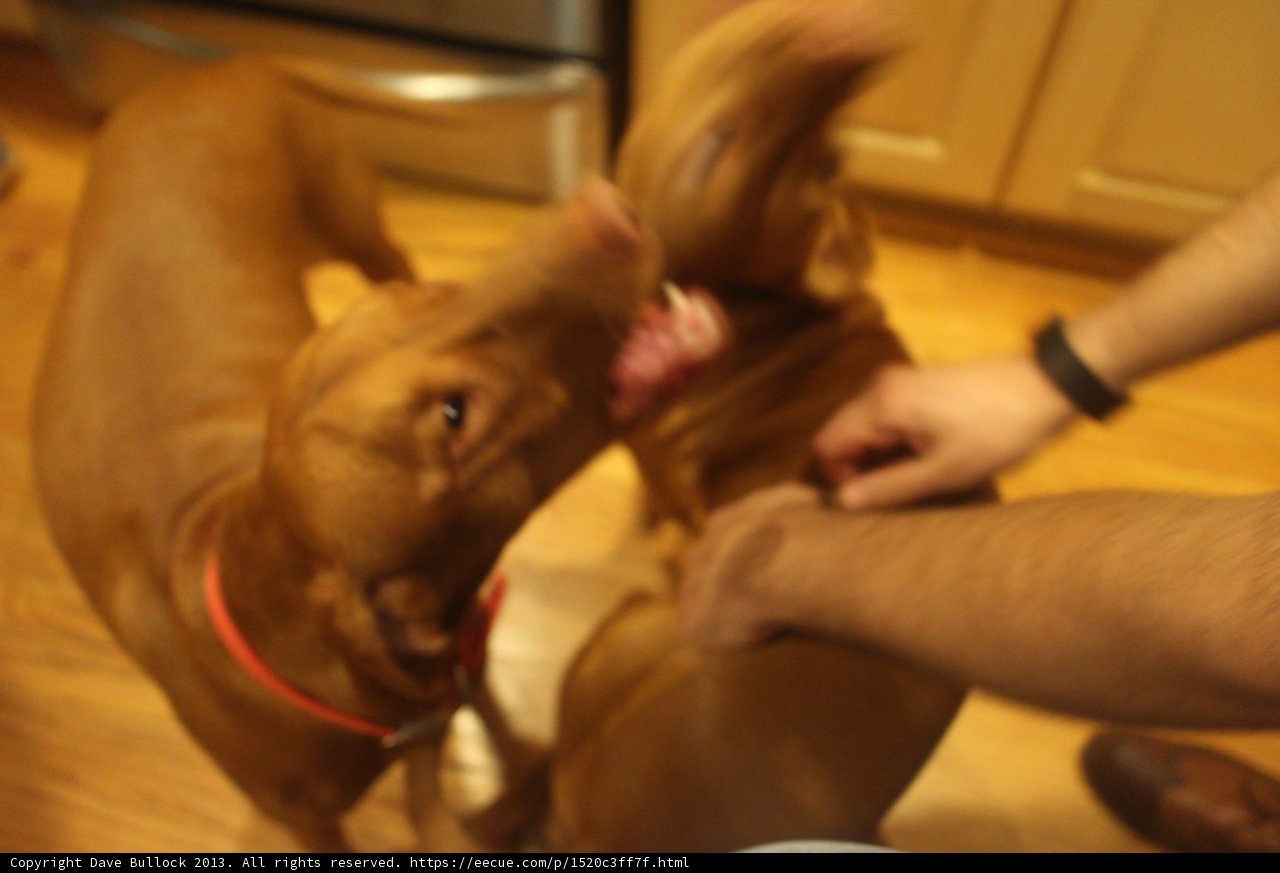 Playtime on Hardwood