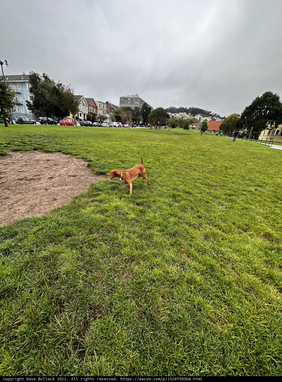 A Playful Pup in Duboce Park