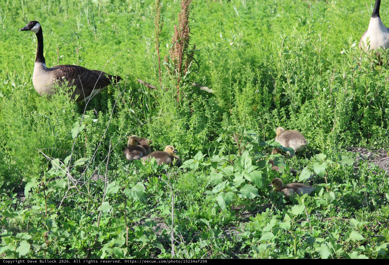 Canada Goose Family Foraging in Wetland Grassland